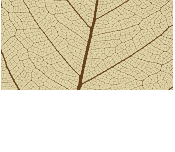Rosa Mosqueta 100% pura e orgânica - GAYA Cosméticos orgânicos e naturais